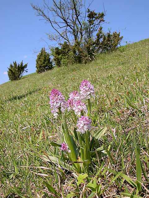 Dreizaehniges Knabenkraut
